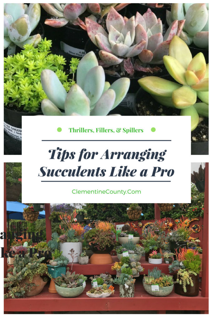 Tips for Arranging Succulents Like A Pro